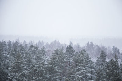 Pine trees in forest during winter against sky