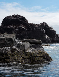 Rock formation in sea against sky with a seal sleeping