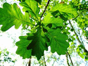 Low angle view of tree leaves