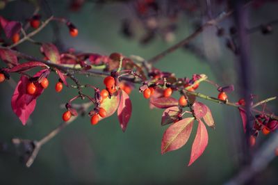 Close-up of berries on tree