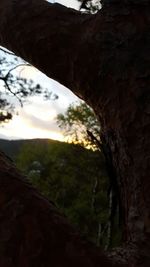 Trees on landscape