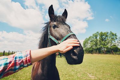 Cropped image of farmer touching horse