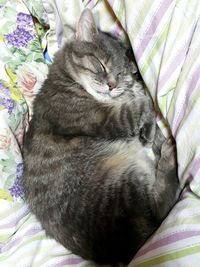 Close-up of cat sleeping on bed