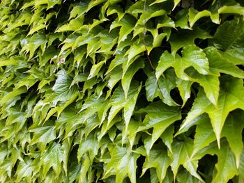 Full frame shot of green leaves