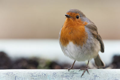 Close-up of bird perching on branch