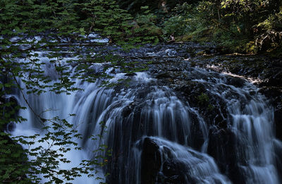 Scenic view of waterfall in forest