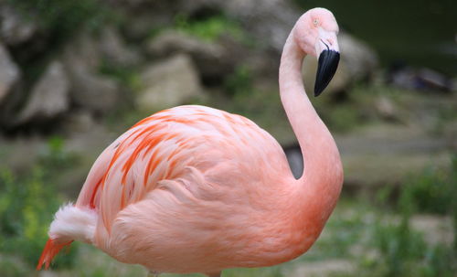 Close-up of flamingo 