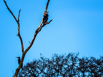 Low angle view of bare trees against clear blue sky