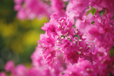 Close-up of pink cherry blossoms