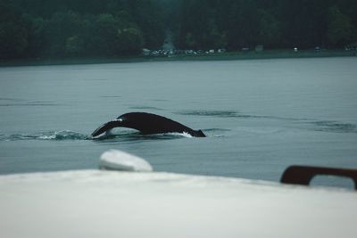 Whale swimming in sea