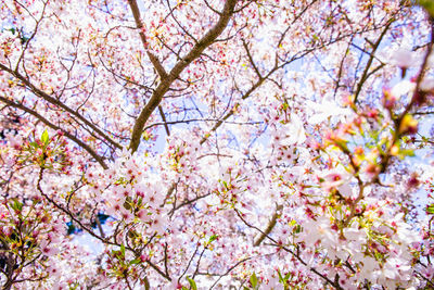 Low angle view of cherry blossoms in spring