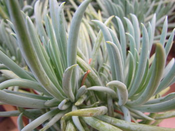 Close-up of aloe vera plant