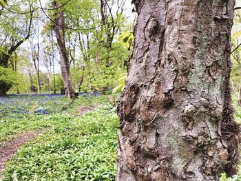 Close-up of tree trunk in forest