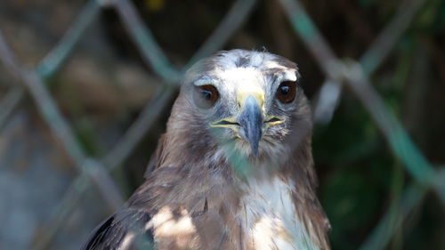 Close-up of falcon seen through chainlink fence