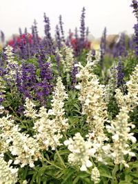 Close-up of lavender flowers on field