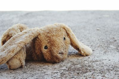 Close-up of sheep on beach