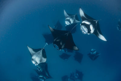 Wide angle view of a school of manta rays, in baa atoll ,madives