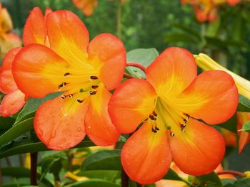 Close-up of orange flower