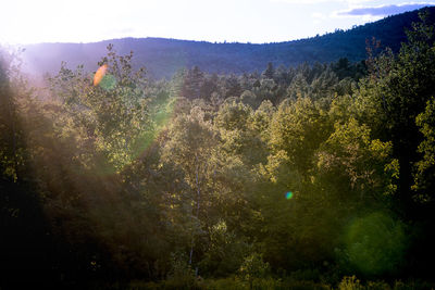 Trees in forest