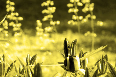 Close-up of plants growing on field