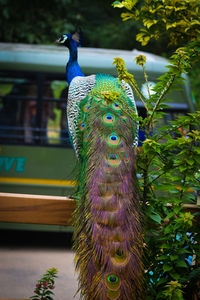 Close-up of peacock