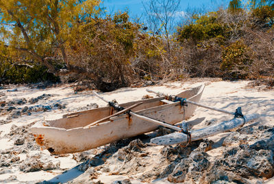 Aerial view of abandoned and trees on beach
