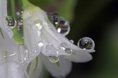 Close-up of water drops on flower