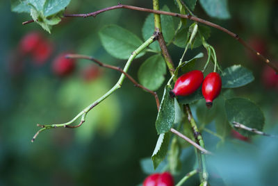 Close-up of red berries growing on tree