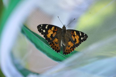 Butterfly on leaf