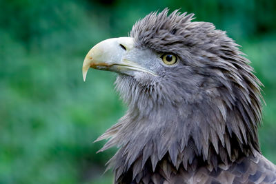 Close-up of eagle