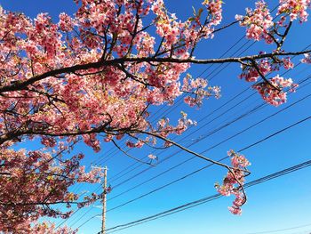 Low angle view of flowering tree against blue sky