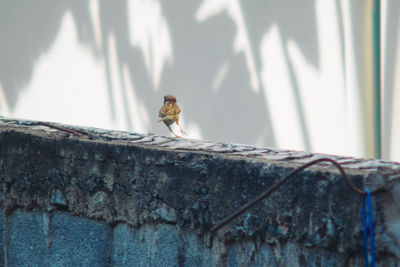 Bird perching on wood