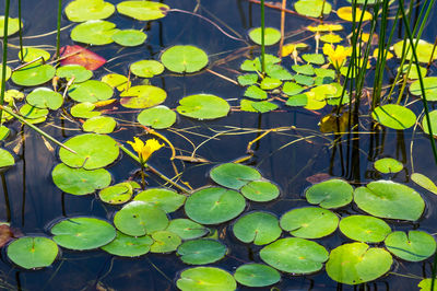 Close-up of lotus water lily in lake