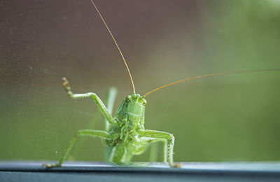 Close-up of insect