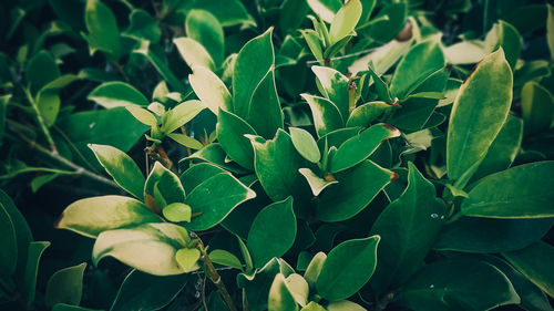Close-up of fresh green plant