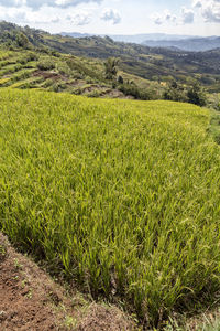 Scenic view of agricultural field