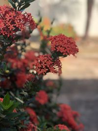 Close-up of red flowering plant