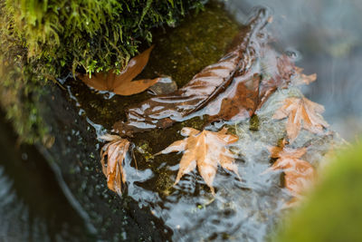 Close-up of leaves in water