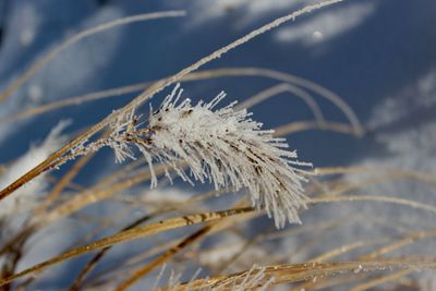 On a winter background, frozen spikes of decorative grass are covered with hoarfrost