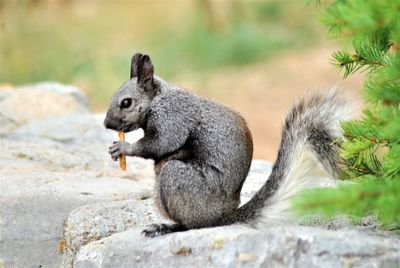 Side view of squirrel sitting on rock