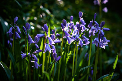 Close-up of purple flowering plants on field