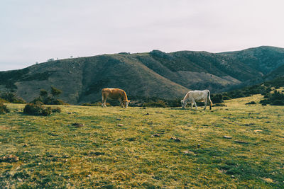 Sheep grazing in land