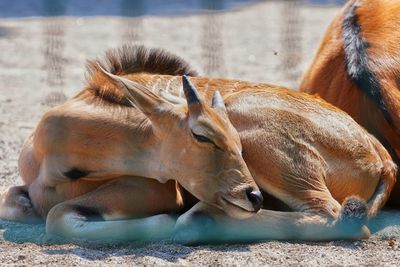 Close-up of a sleeping