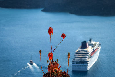 Close-up of flowers against ship