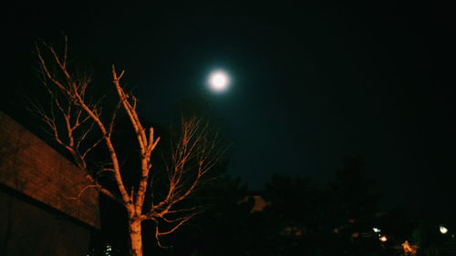 Low angle view of trees against sky at night