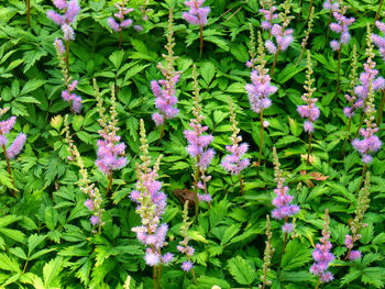 High angle view of pink flowering plants