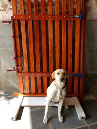 Portrait of dog sitting on floor