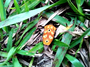 High angle view of ladybug on plant
