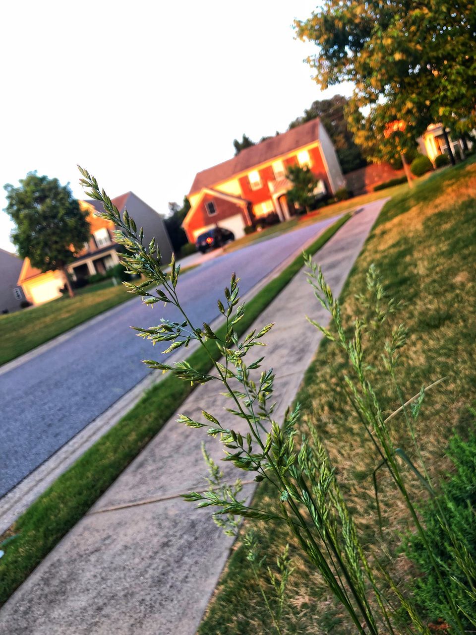 plant, architecture, nature, built structure, no people, building exterior, tree, day, sky, building, growth, footpath, outdoors, clear sky, tilt, green color, city, grass, selective focus, house