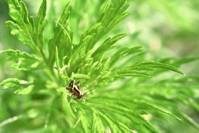 Close-up of insect on plant